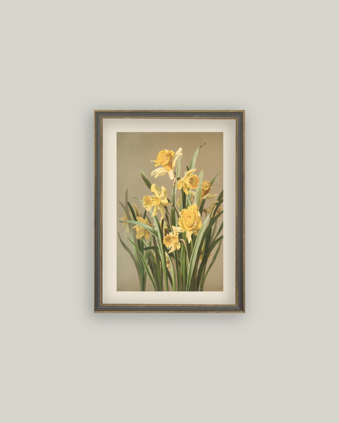 Yellow Daffodil