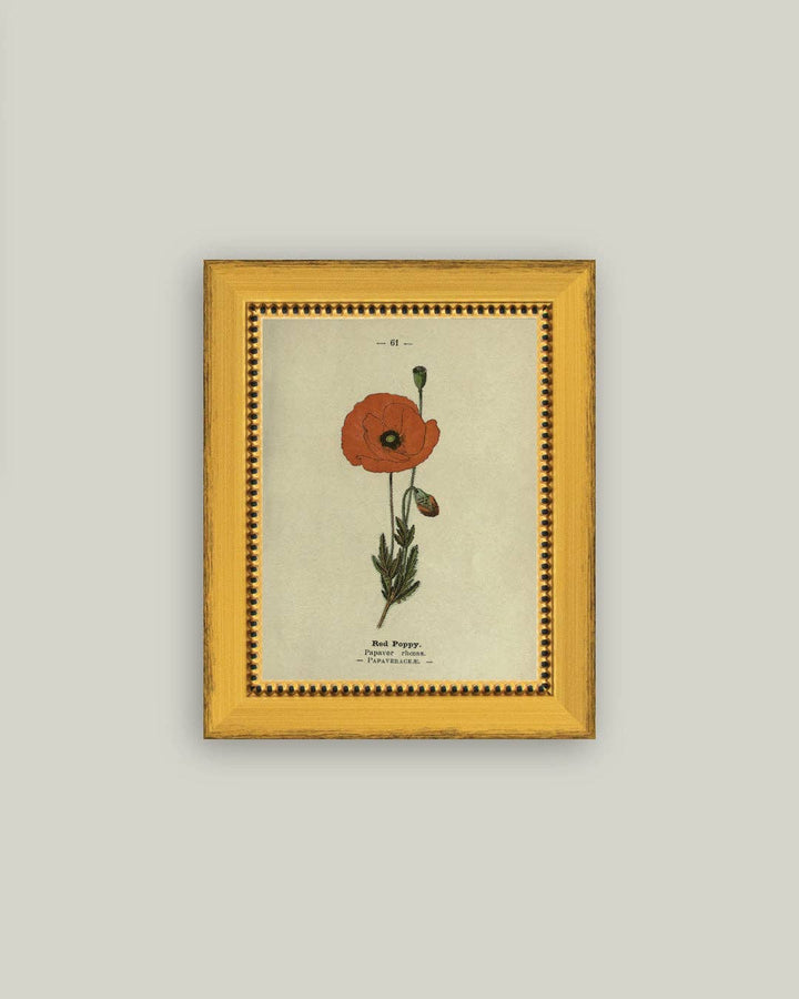 Red Poppy Framed Antique Art