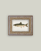 Lake Trout