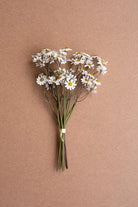 Faux Chamomile Bundle / White